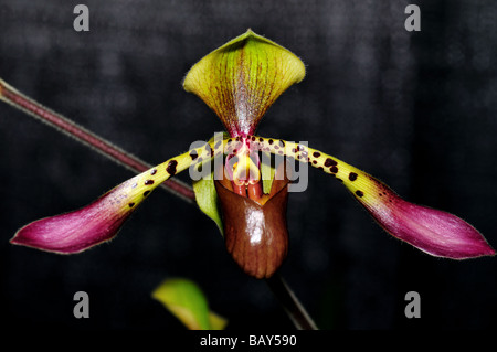 Fiori di orchidea. Purple green Lady's pantofole Foto Stock