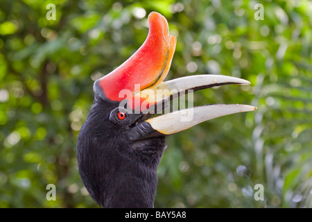 Rhinoceros Hornbill (Buceros rhinoceros) Foto Stock