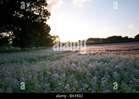 Un campo di borragine al tramonto Foto Stock