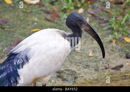 A testa nera (Ibis Threskiornis melanocephalus) Foto Stock