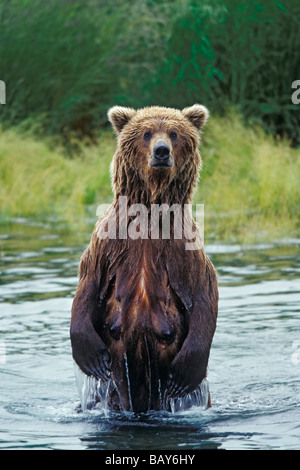 Grizzly femmina in posizione eretta, Ursus arctos, fiume Brooks, Katmai Nationalpark, Alaska, STATI UNITI D'AMERICA Foto Stock