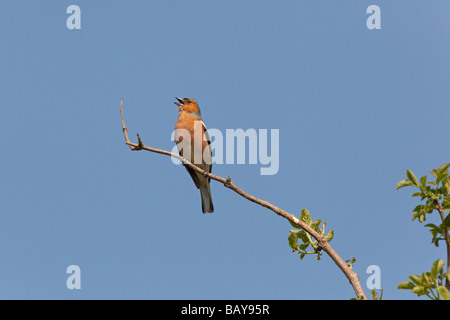 Fringuello Fringilla coelebs canto maschio Foto Stock