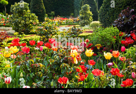 Rosso e giallo i tulipani nei confini attorno alla croce del celtic knot garden ad Abbey House Gardens Malmesbury Wiltshire, Inghilterra REGNO UNITO Foto Stock