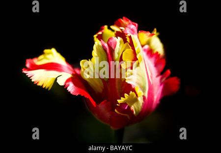 Close up di un giallo e rosso t Parrot Tulipa 'Estella Rymveld" varietà o cultivar Foto Stock