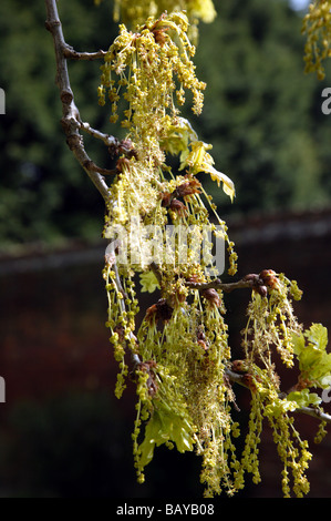 Primavera di close-up di ramoscelli e foglie giovani crescono su un albero di quercia in Beckenham Place Park, Lewisham Foto Stock