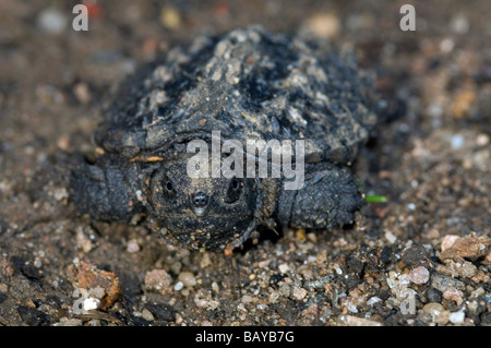 Baby snapping comune turtle Chelydra serpentina Foto Stock