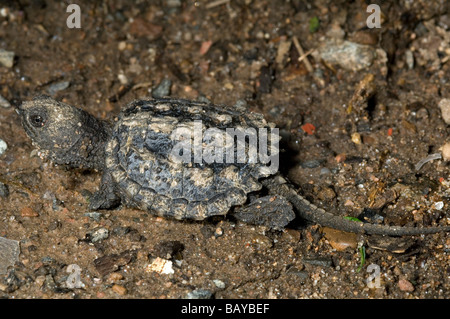 Baby snapping comune turtle Chelydra serpentina in cortile. Foto Stock