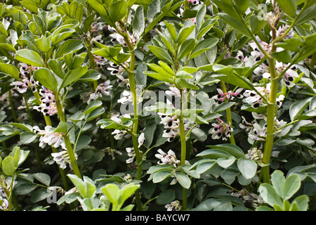 Un raccolto di broadbean in fiore, nome comune: Broadbean nome latino: Vicia faba Foto Stock