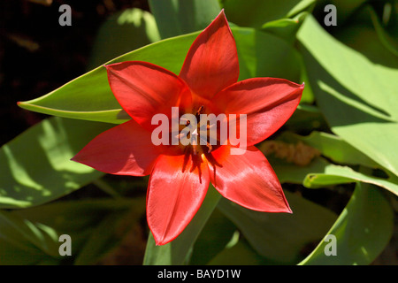 Rosso-arancione Tulip (Tulipa) Foto Stock