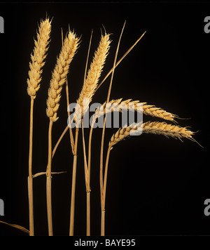 Mature spighe di grano di inverno contro uno sfondo nero Foto Stock