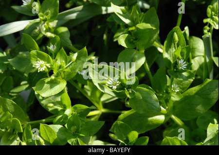 Chickweed Stellaria media fioritura delle piante Foto Stock