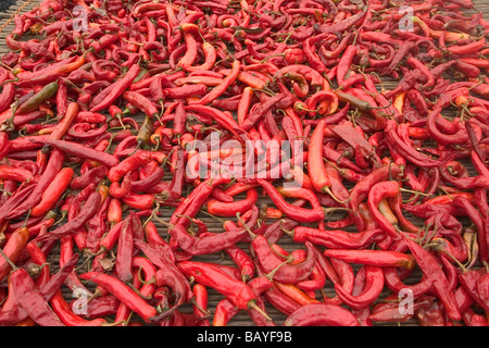 I peperoncini sono sparse su graticci ad essiccare al sole nei pressi di Andong, Nord Gyeongsang Provincia, Repubblica di Corea del Sud. Foto Stock