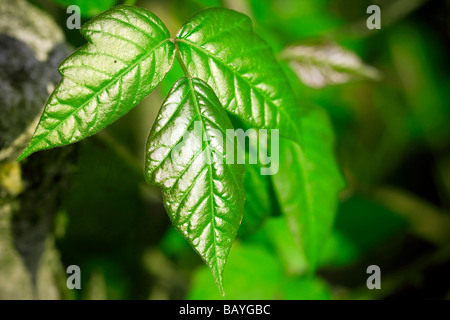 Toxicodendron radicans poison ivy macro Foto Stock