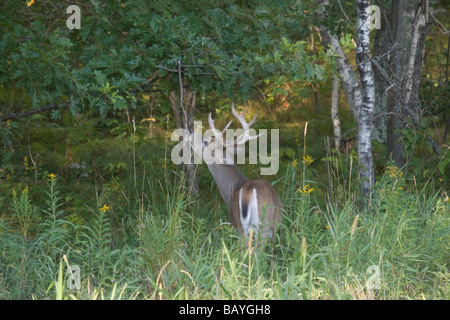 White-tailed buck lavorando a leccare il ramo Foto Stock
