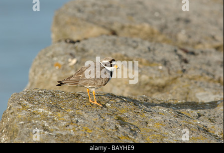 Plover inanellato (Charadrius hiaticula) Foto Stock