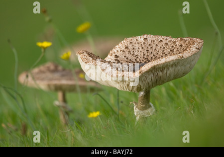 Ombrellone funghi emergenti in un campo Foto Stock