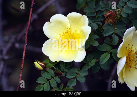 Un delicato Canary Bird rosa ad arbusto. Foto Stock