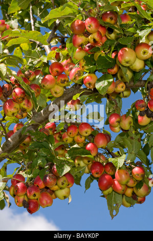 Mazzetto di crabapples su albero selvatico Foto Stock