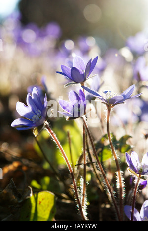 Anemone hepatica Foto Stock