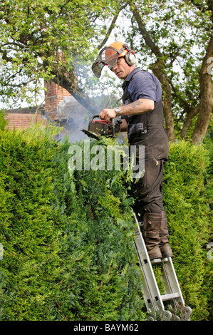 Giardiniere il taglio di una siepe Leylandii da una scaletta e utilizzando un azionamento a benzina tagliasiepi Foto Stock