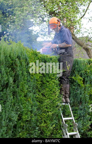 Giardiniere il taglio di una siepe Leylandii da una scaletta e utilizzando un azionamento a benzina tagliasiepi Foto Stock