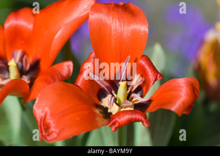 Tulipano rosso Foto Stock