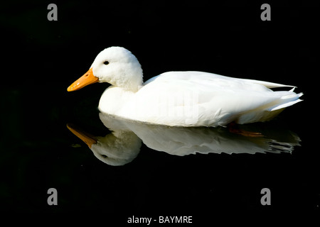 Weisse Ente auf dem Wasser Foto Stock