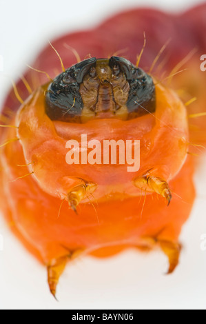 Il grasso delle larve di Cossus capra worm falena willow tree varmint verme closeup close up macro disordine malattia problema disgusto disgustoso Foto Stock