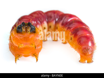 Il grasso delle larve di Cossus capra worm falena willow tree varmint verme closeup close up macro disordine malattia problema disgusto disgustoso Foto Stock