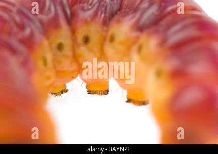 Il grasso delle larve di Cossus capra worm falena willow tree varmint verme closeup close up macro disordine malattia problema disgusto disgustoso Foto Stock