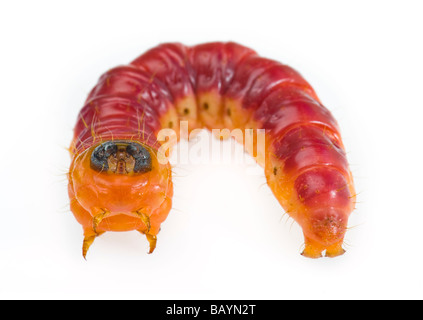 Il grasso delle larve di Cossus capra worm falena willow tree varmint verme closeup close up macro disordine malattia problema disgusto disgustoso Foto Stock