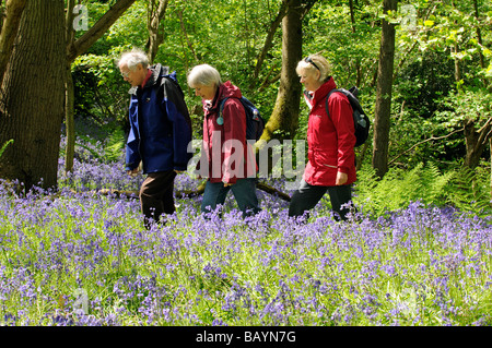 Gli escursionisti a piedi attraverso un bluebell legno in ripida Hampshire Southern England Regno Unito di primavera Foto Stock