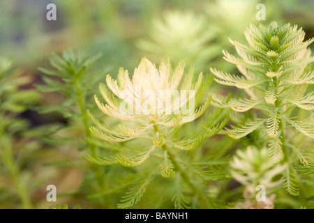 Parrot feather (Myriophyllum aquaticum) Foto Stock