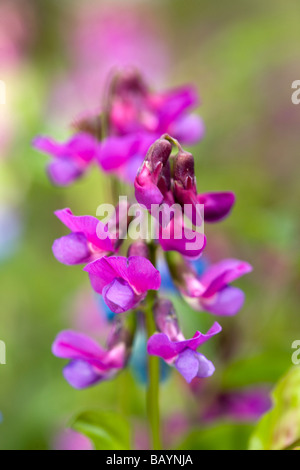 La molla pisello (Lathyrus vernus) Foto Stock