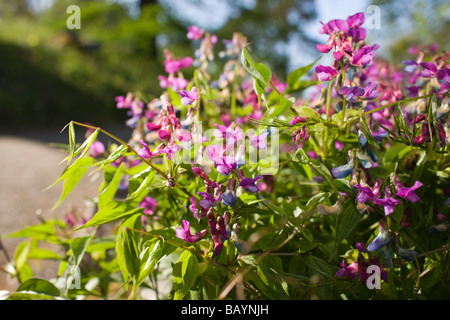 La molla pisello (Lathyrus vernus) Foto Stock