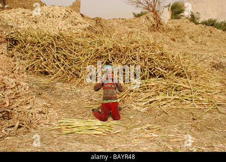 Africa Medio Oriente egiziano Egitto un ragazzo mastica su raccolte di canna da zucchero presso l'azienda per la produzione di melassa Foto Stock