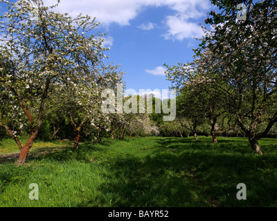 Un vecchio frutteto con meli in fiore in primavera Foto Stock