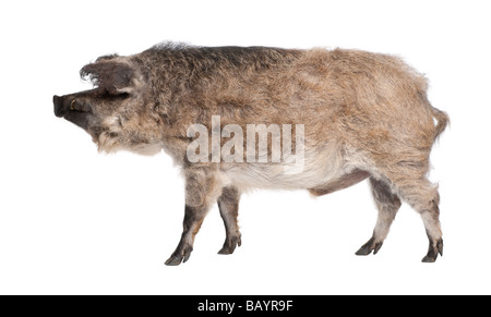 Mangalitsa o capelli ricci hog davanti a uno sfondo bianco si tratta di una razza di suino cresciuta soprattutto in Ungheria e i Balcani Foto Stock