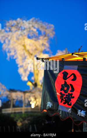 Il ciliegio piangente di Gion (piantato nel 1949) è il punto di riferimento e un importante punto d'incontro durante la stagione dei fiori di ciliegio nel Parco Maruyama, Kyoto JP Foto Stock