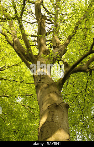 Tall faggio lussureggiante verde foglia tettoia in maggio in Somerset Inghilterra Foto Stock