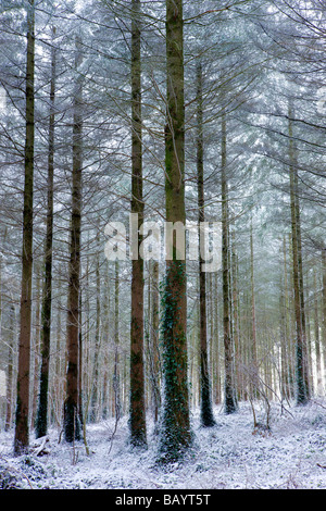 Coperta di neve in legno di pino dopo un blizzard Morchard legno Vescovo Morchard Devon England Febbraio 2009 Foto Stock
