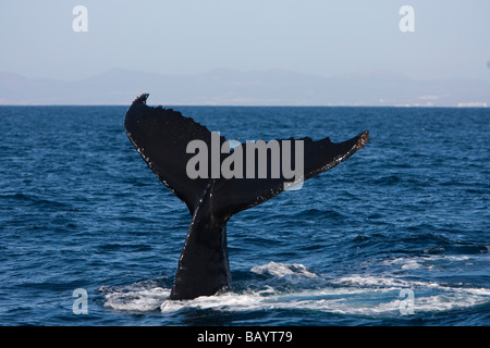 Humpback Whale Megaptera novaeanglia Buckelwal lob-tailing Gorda banche Baja California Messico Foto Stock