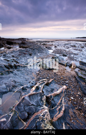 Vene di quarzo nella costa rocciosa a Crackington Haven North Cornwall Inghilterra Febbraio 2009 Foto Stock