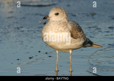 Primo inverno gabbiano comune (Larus canus) in piedi su un laghetto congelato/lago Foto Stock