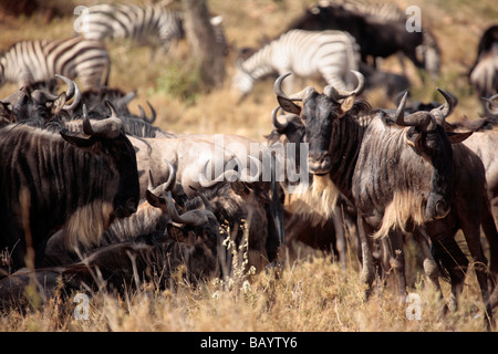 Gnu su pianure del Serengeti durante la migrazione annuale verso il Masai Mara Foto Stock