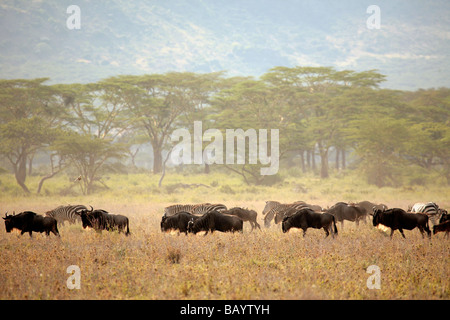 Gnu e zebre sulle pianure del Serengeti durante la migrazione annuale verso il Masai Mara Foto Stock