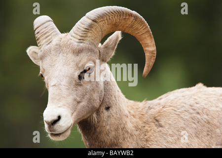Giovani bighorn, il Parco Nazionale di Banff, Canada. Foto Stock