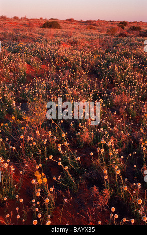 Fiori di campo in sabbia del deserto, Australia centrale Foto Stock