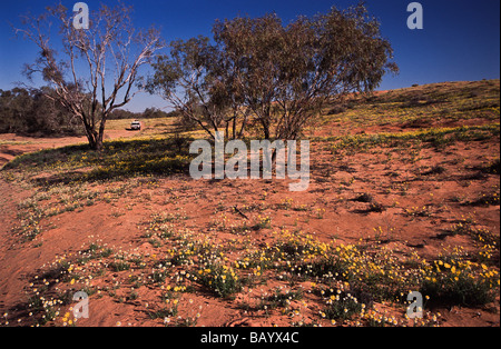 Fiori di campo in sabbia del deserto, Australia centrale Foto Stock