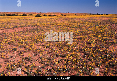 Fiori di campo in sabbia del deserto, Australia centrale Foto Stock